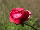 Kleine Rose mit Spinnwebe