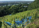 Weinberg
